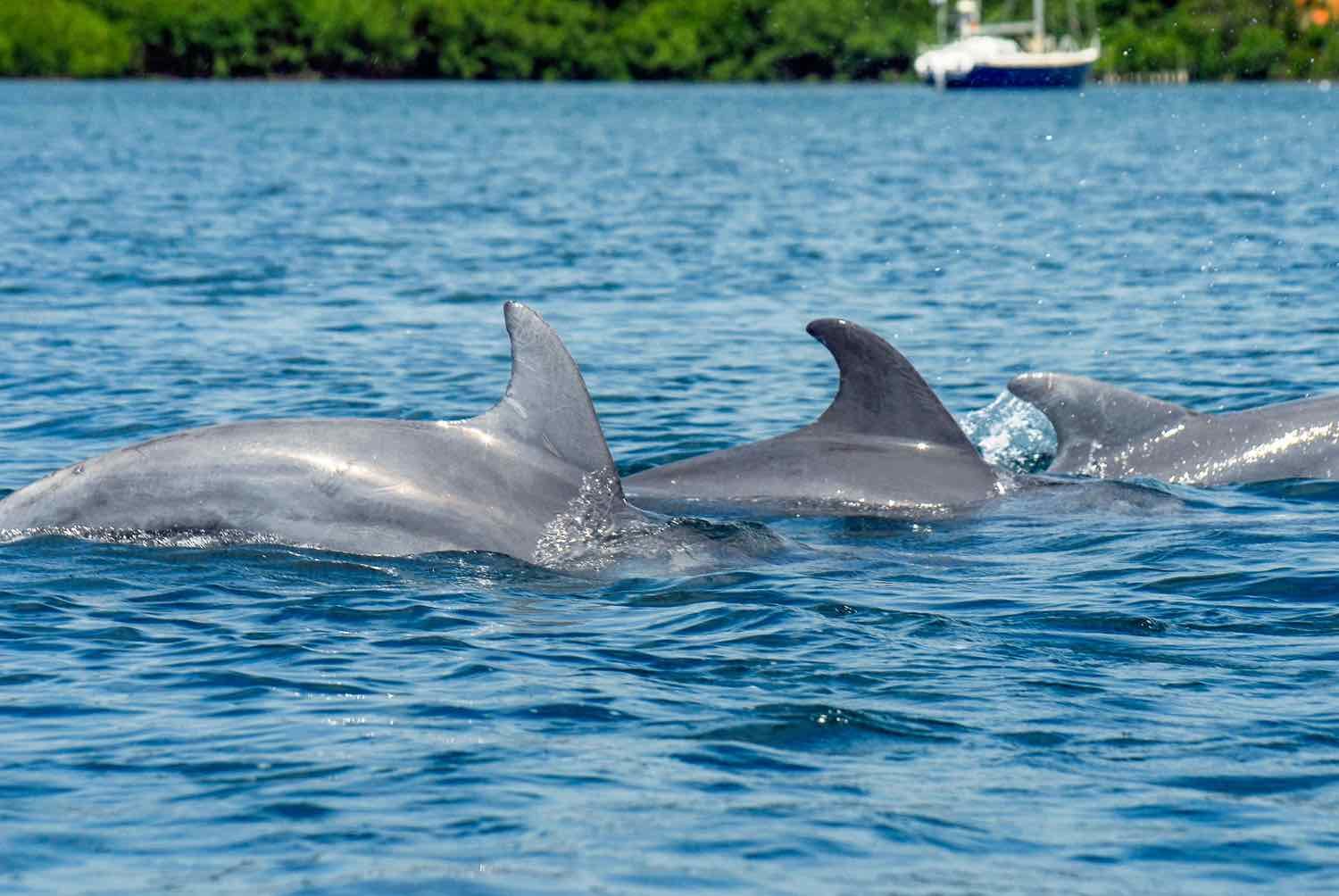 07Panama-Private-Custom-Travel-Bocas-del-Toro-Dolphin-Bay-3