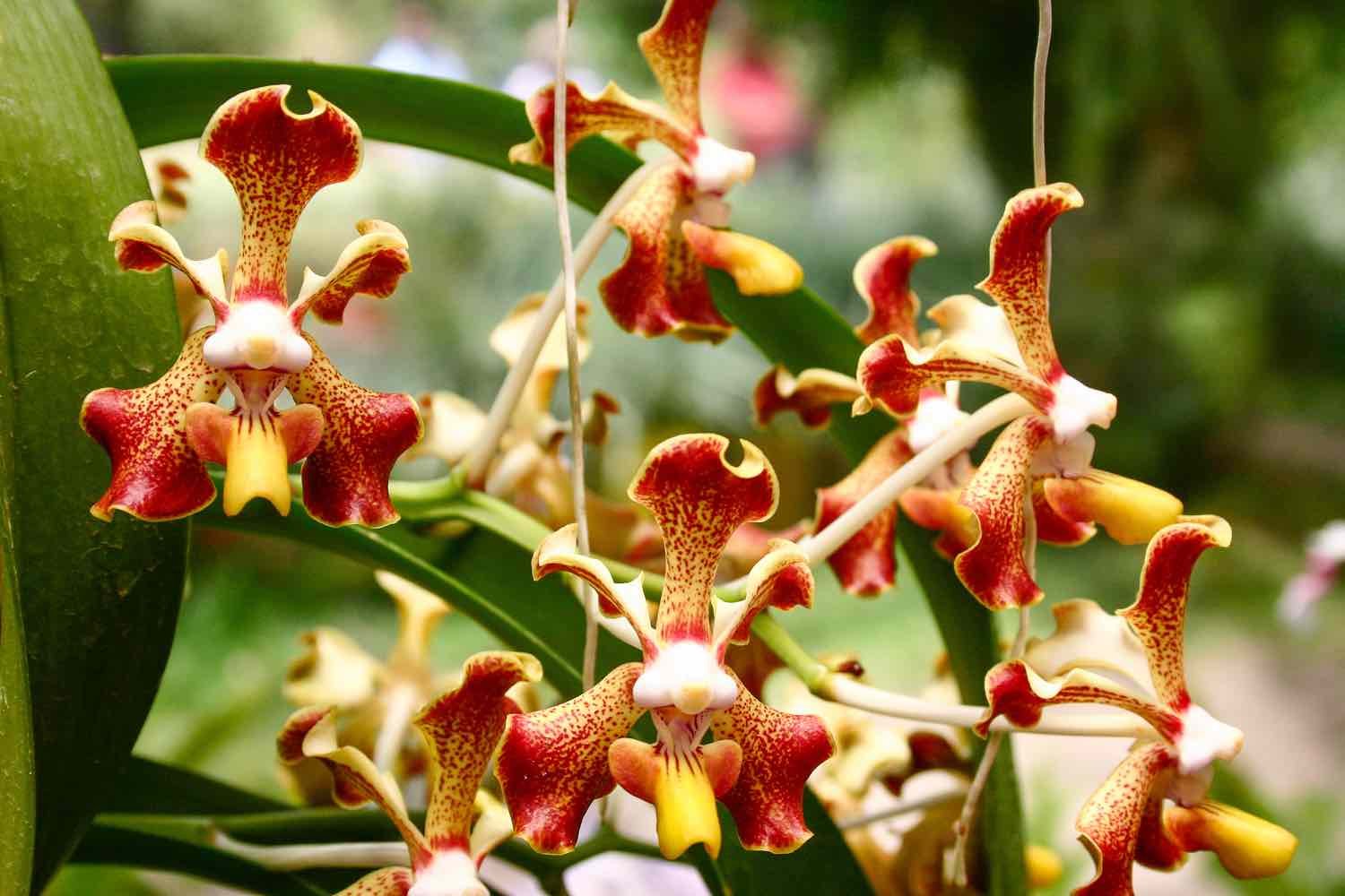16Private-Custom-Travel-Design-Panama-Boquete-Orchids