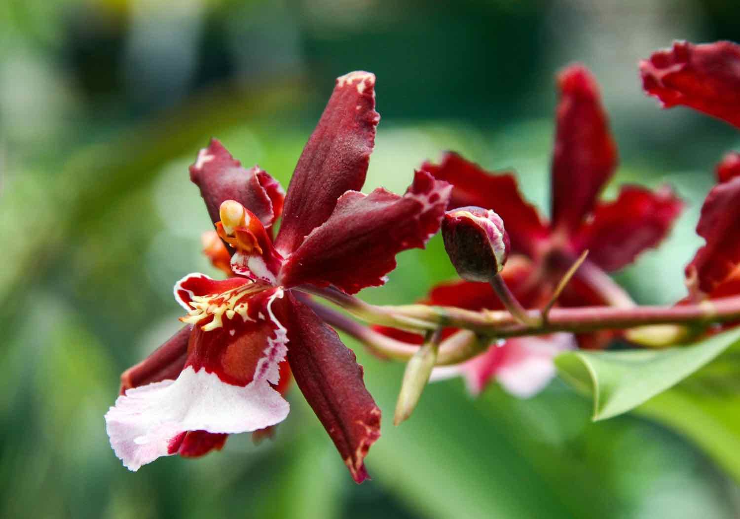 Boquete red orchid | Landed Travel