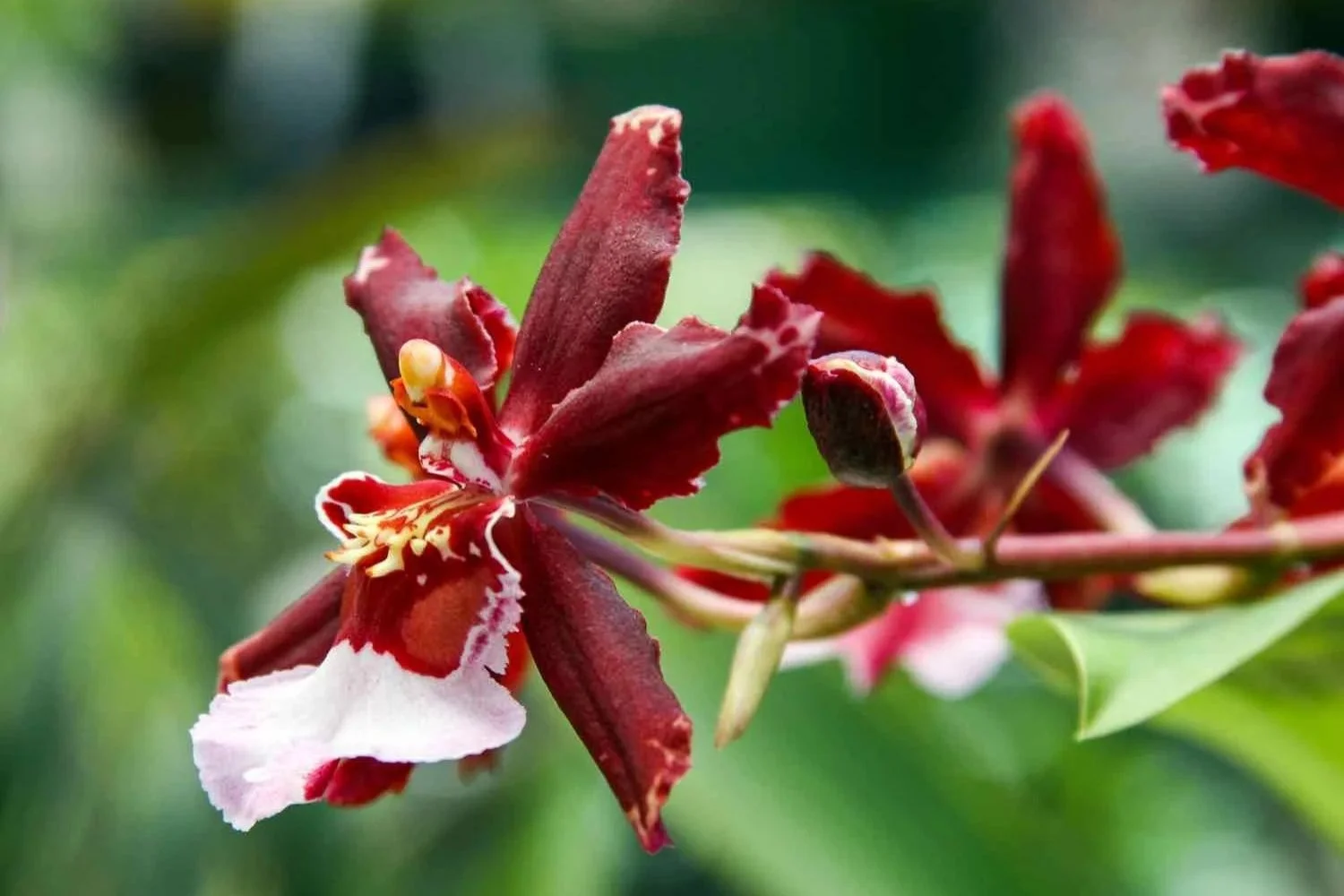 Boquete red orchid | Landed Travel