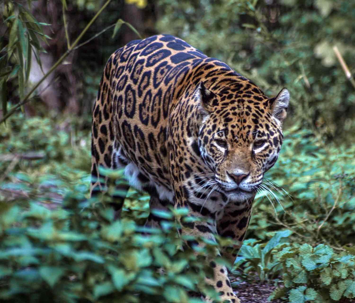 26Mainland-National-Parks-Cockscomb-Jaguar-Belize-Landed-Travel-Private-Travel