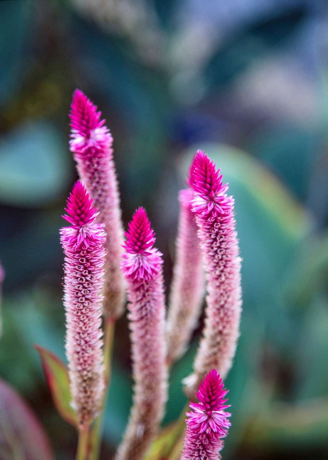 29Private-Travel-Deisgn-Colon-Panama-Purple-Flower