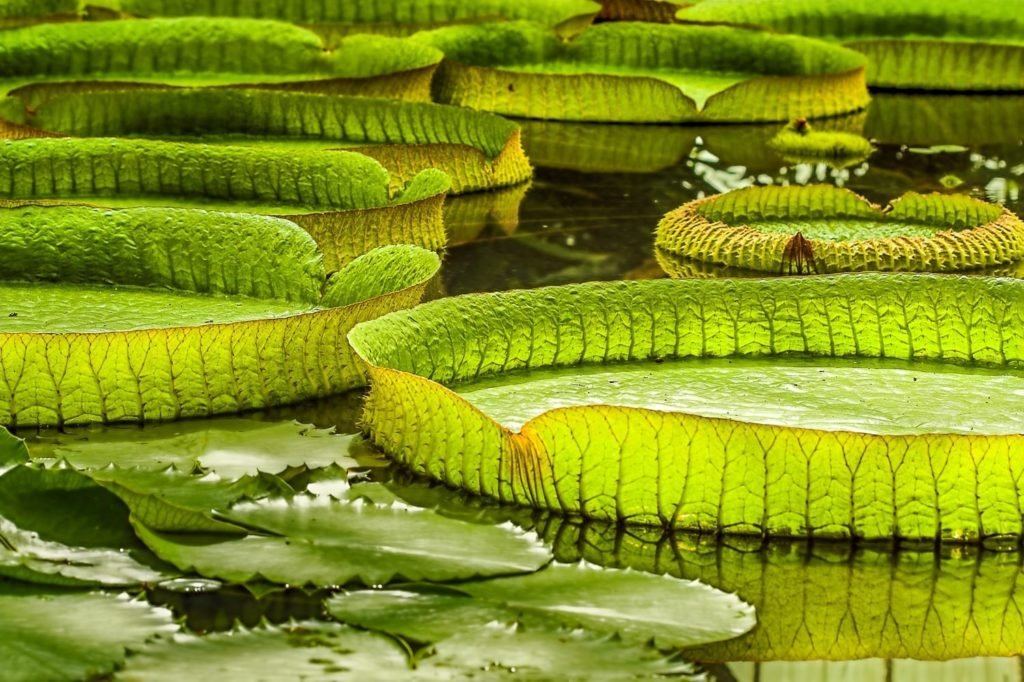 aaronphillipschroder@gmail.comzon Brazil Lily pads | Landed Travel