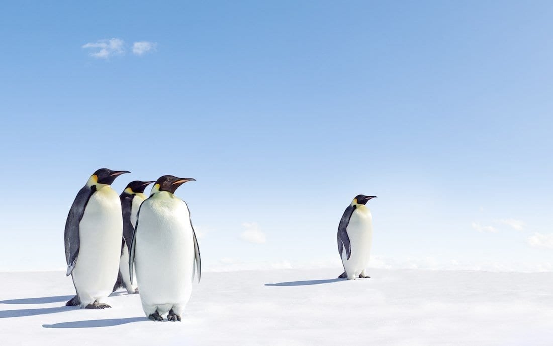 Emperors Standing in Antarctica