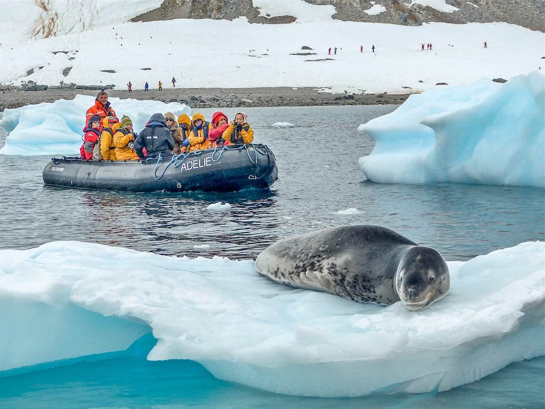 Animals in Antarctica: Discover the Wildlife in Antarctica | LANDED Travel