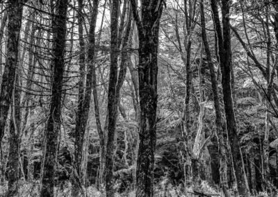 El Chalten Forest Argentina | Landed Travel