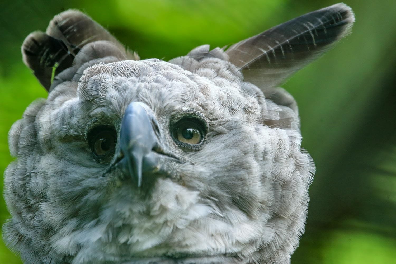 Belize-Birds-Harpy-Eagle-Landed-Travel-Private-Travel