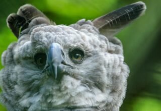 Harpy Eagle Belize | Landed Travel