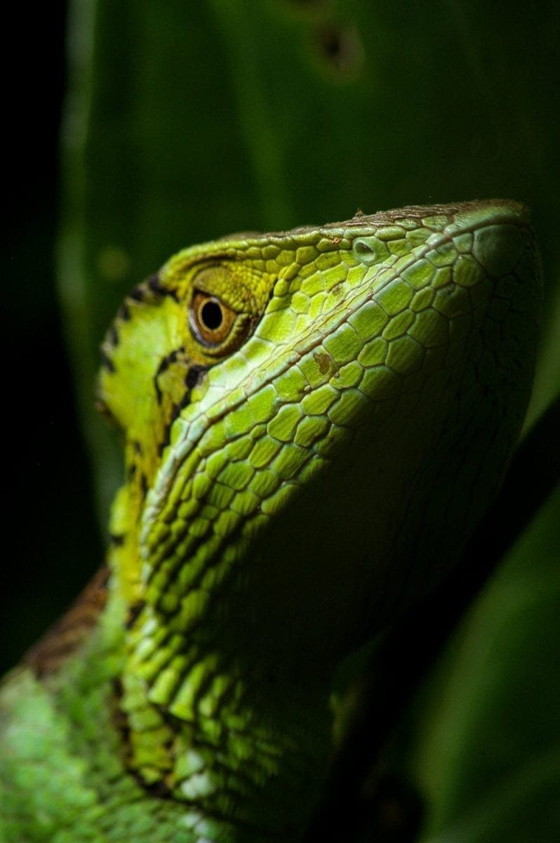 Belize Basilisk | Landed Travel