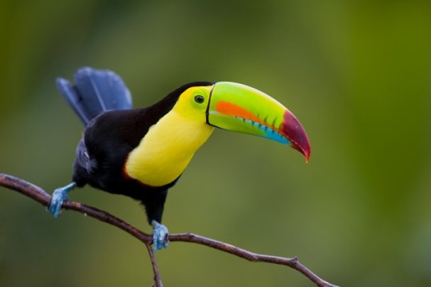 Birding-in-Belize-3