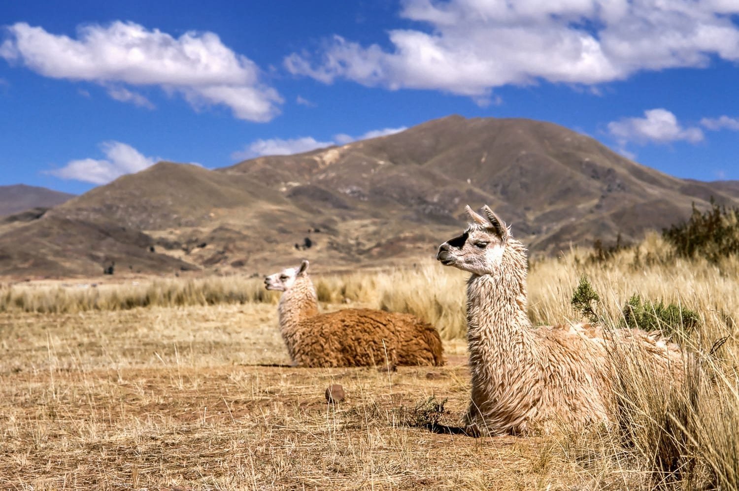 Bolivia-Travel-Tiwanaku-Llamas-DT