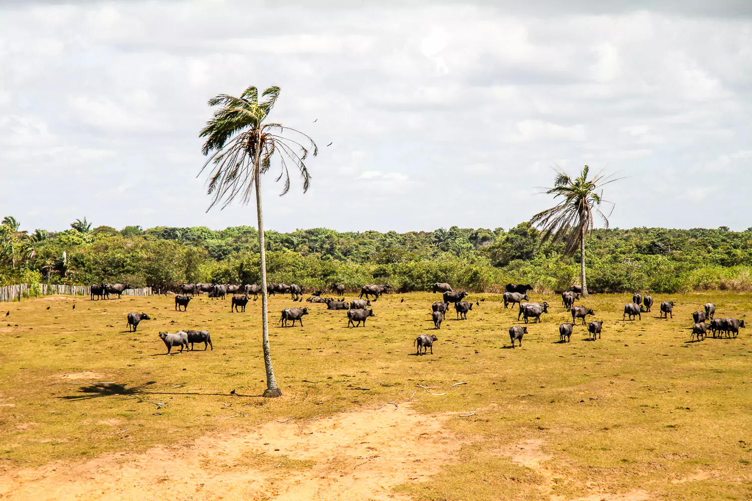 Trancoso Brazil cattle | Landed Travel