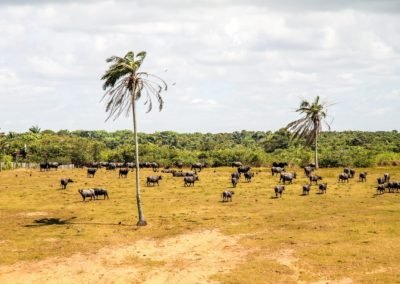 Trancoso Brazil cattle | Landed Travel