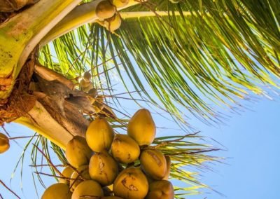 Trancoso Brazil coconuts | Landed Travel