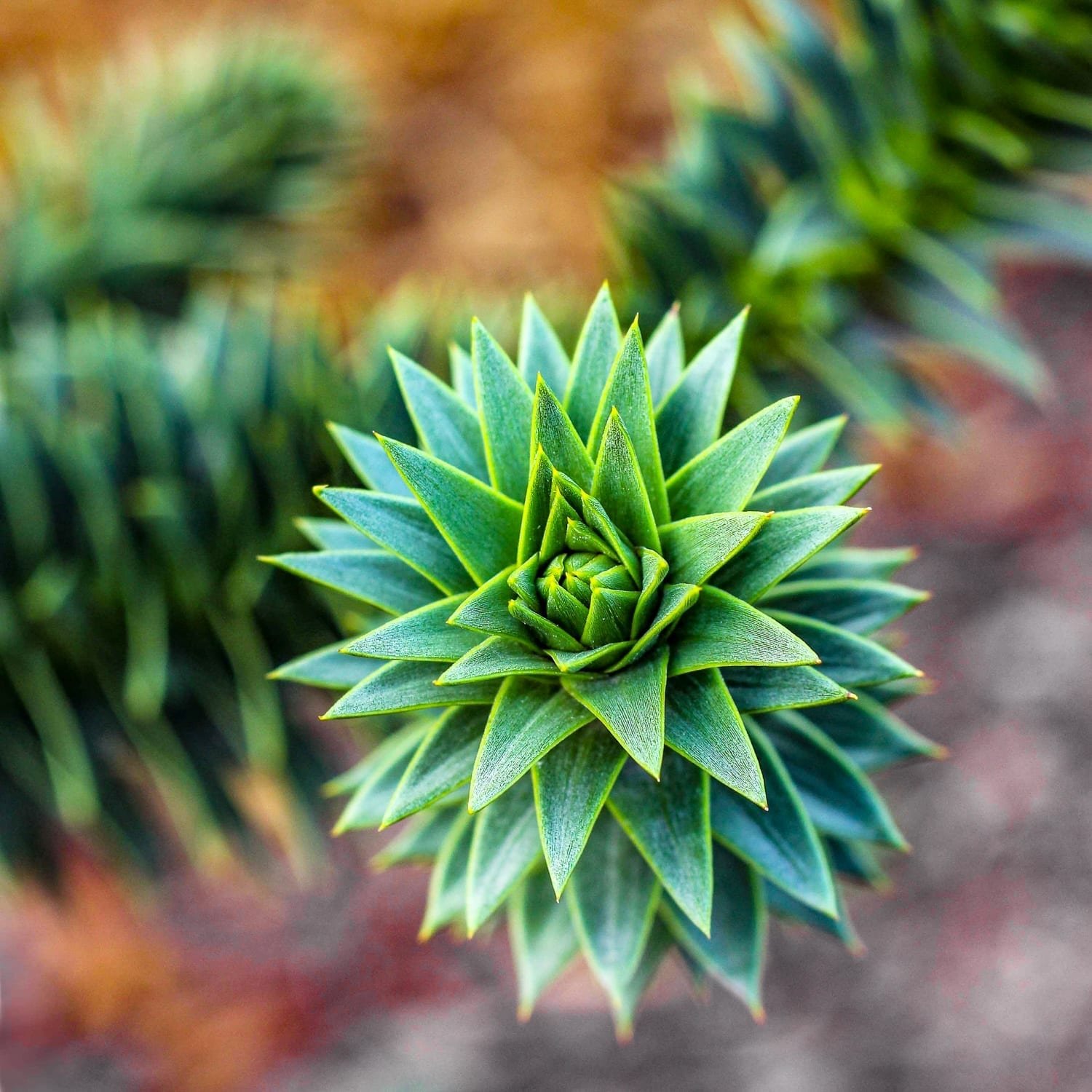 Chile Arucaria Leaf 