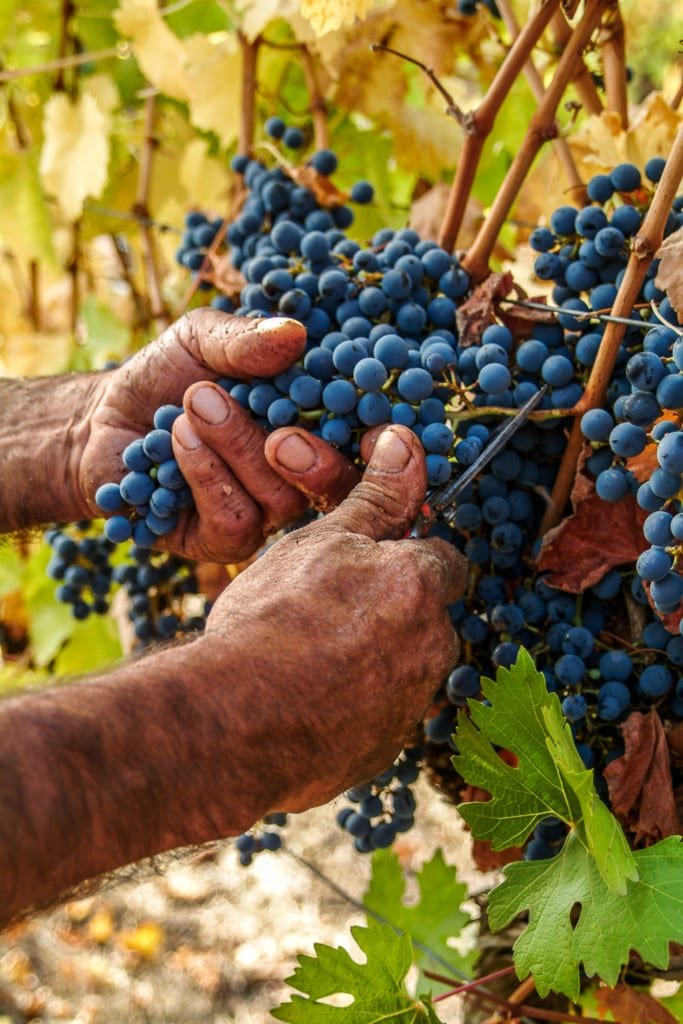 Wine Harvest