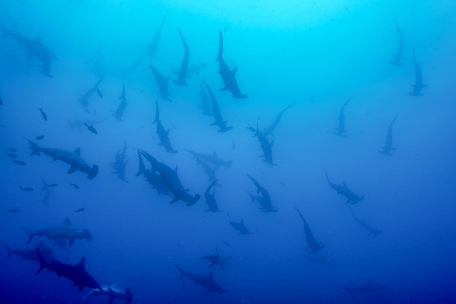 Cocos Island Hammerheads