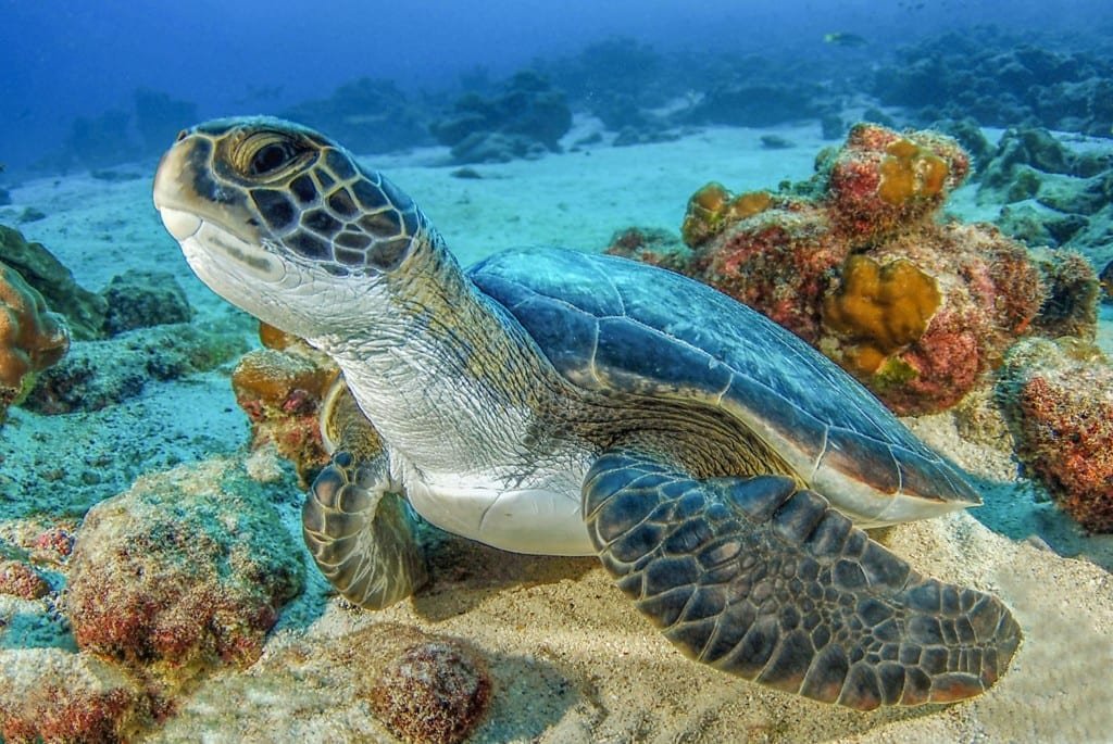 turtle tour cocos island