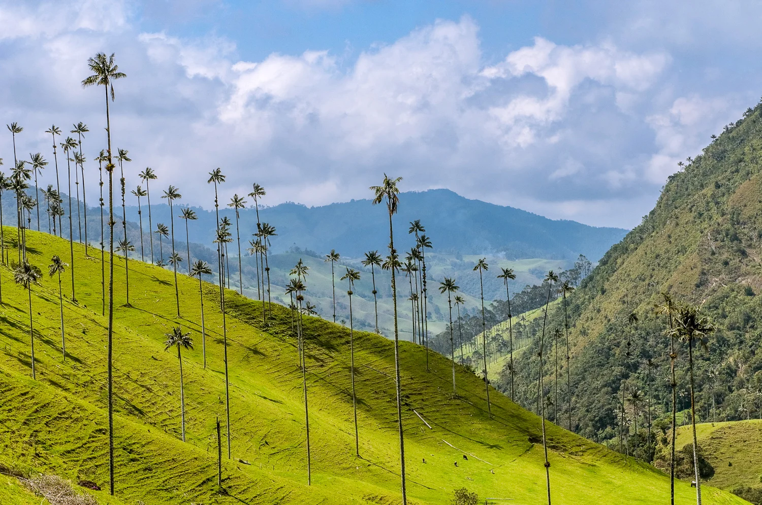 Coffee Triangle Colombia