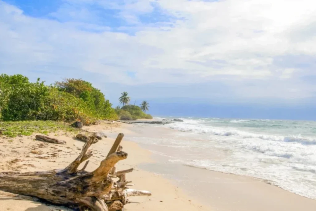 A piece of driftwood rests on a sun-drenched tropical beach with white sand, turquoise waves, and a line of lush green trees under a bright, hazy sky.