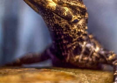 Caiman Costa Rica | Landed Travel