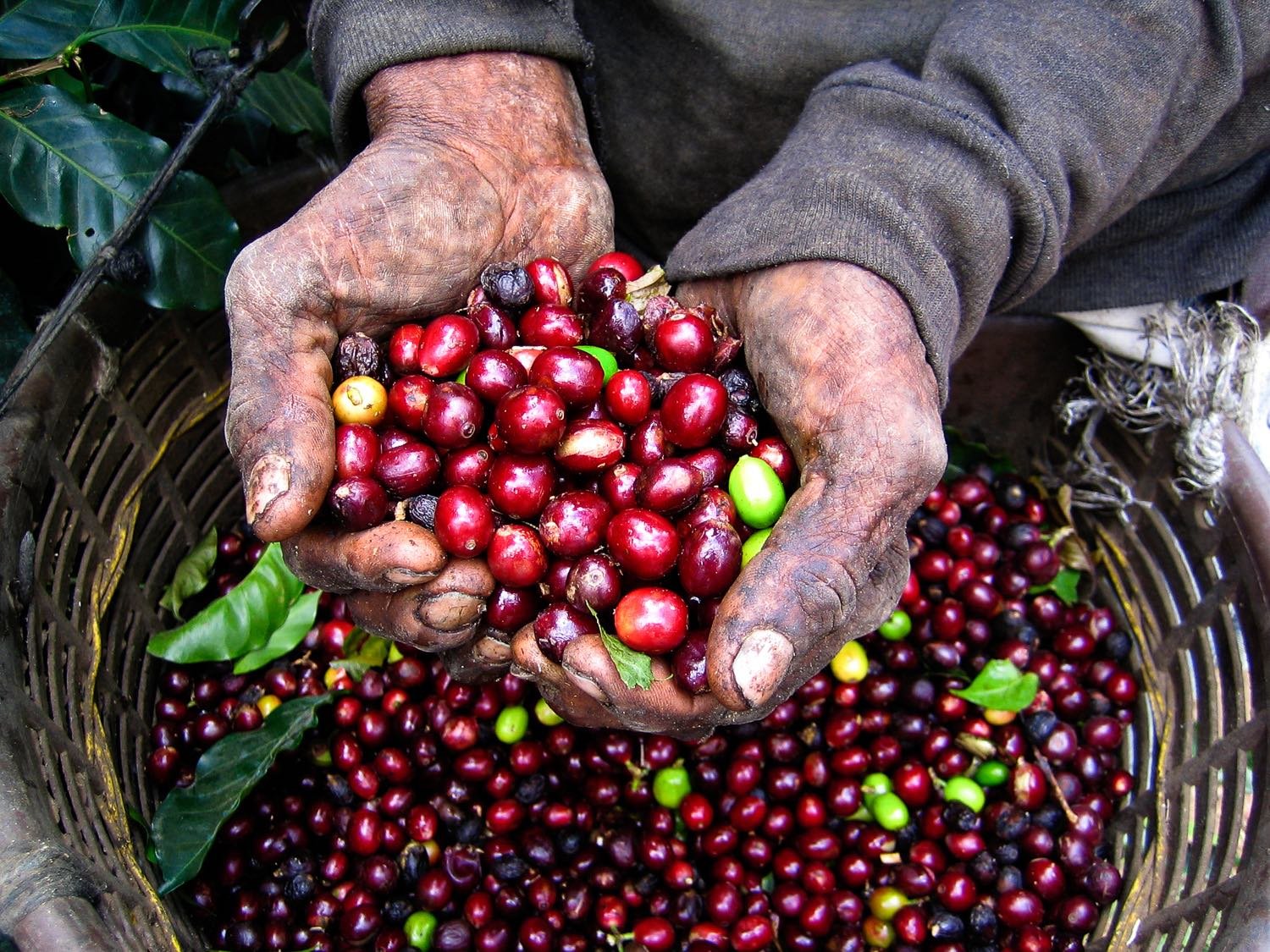 Nicaragua coffee cherries | Landed Travel