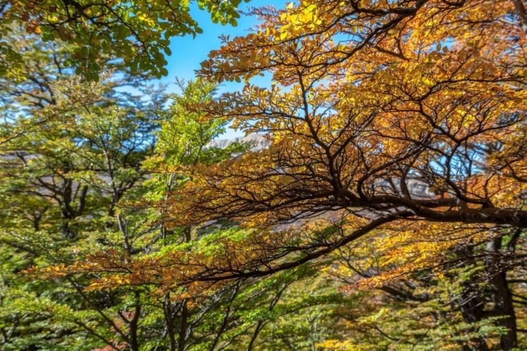 Argentina El Chalten autumn | Landed Travel