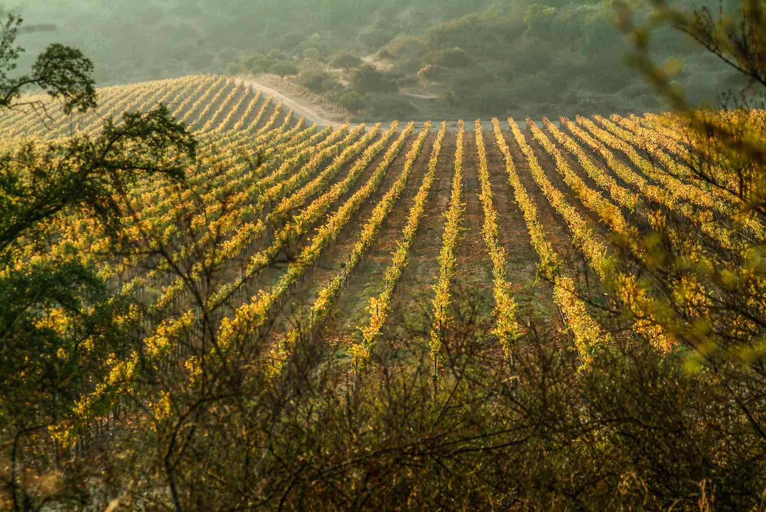 Chile wine Millahue | Landed Travel