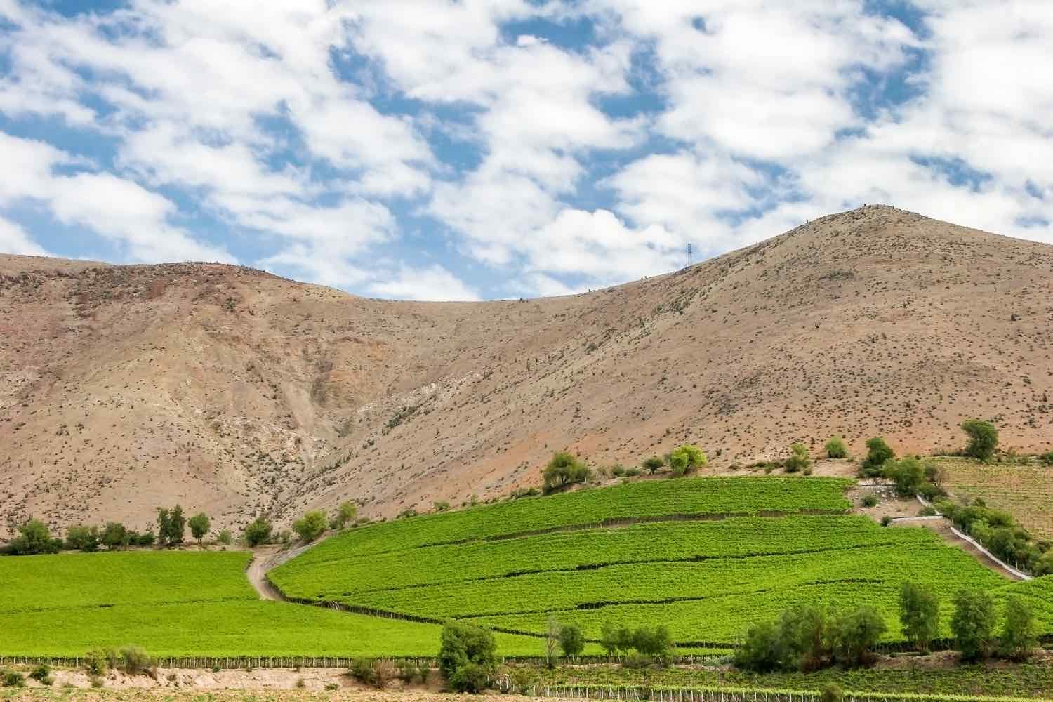 Elqui Valley Vineyard Chile