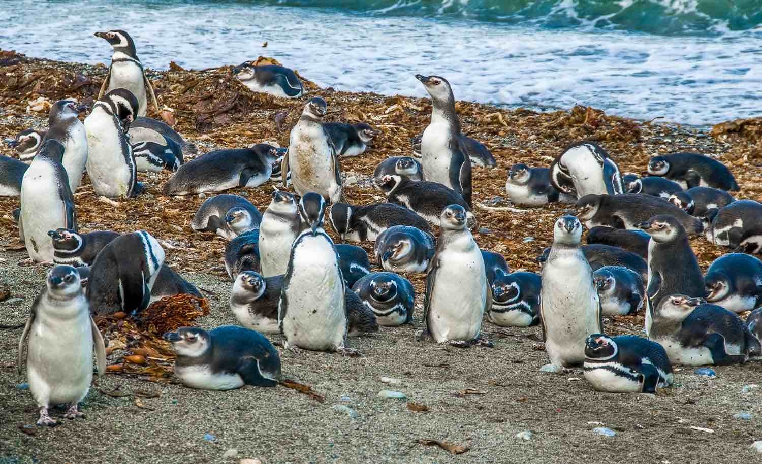 Custom-Travel-Private-Travel-Patagonia-Chile-Seno-Otway-Penguins