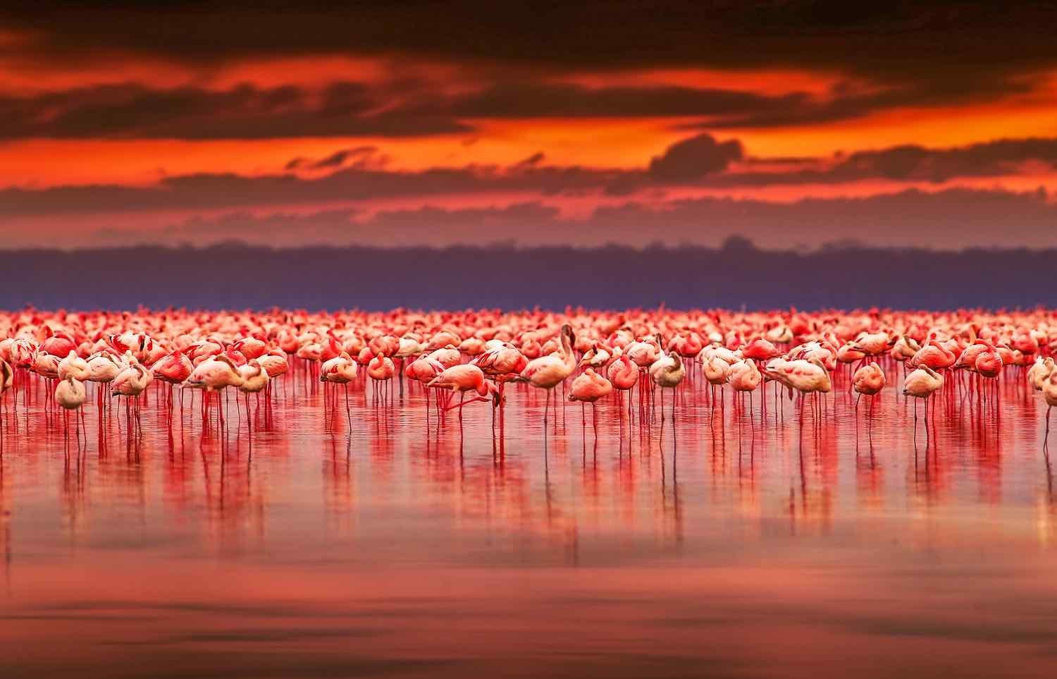 Atacama Flamingoes | Landed Travel