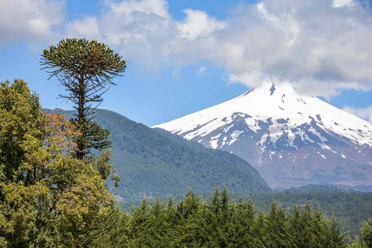 Pucon Volcano Tree