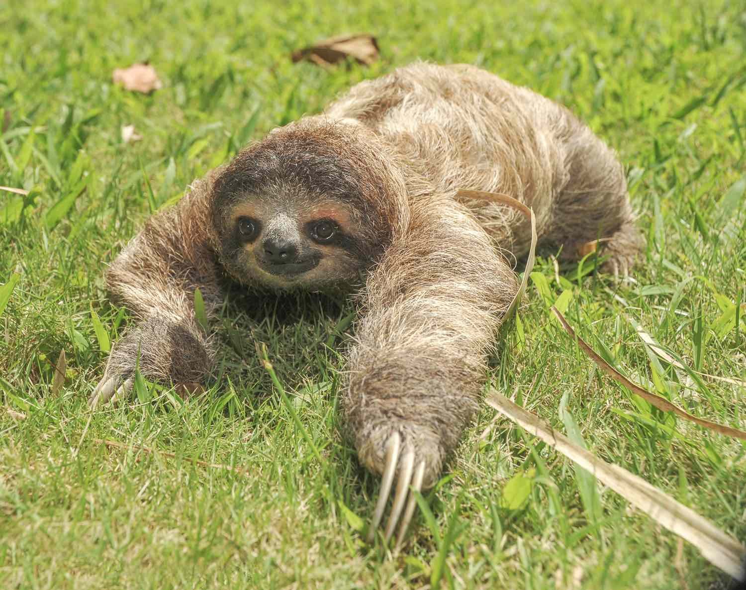 Custom-Travel-Vacation-Travel-Sloth-Crawl-Grass-1