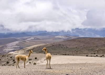 Vicunas Chile | Landed Travel