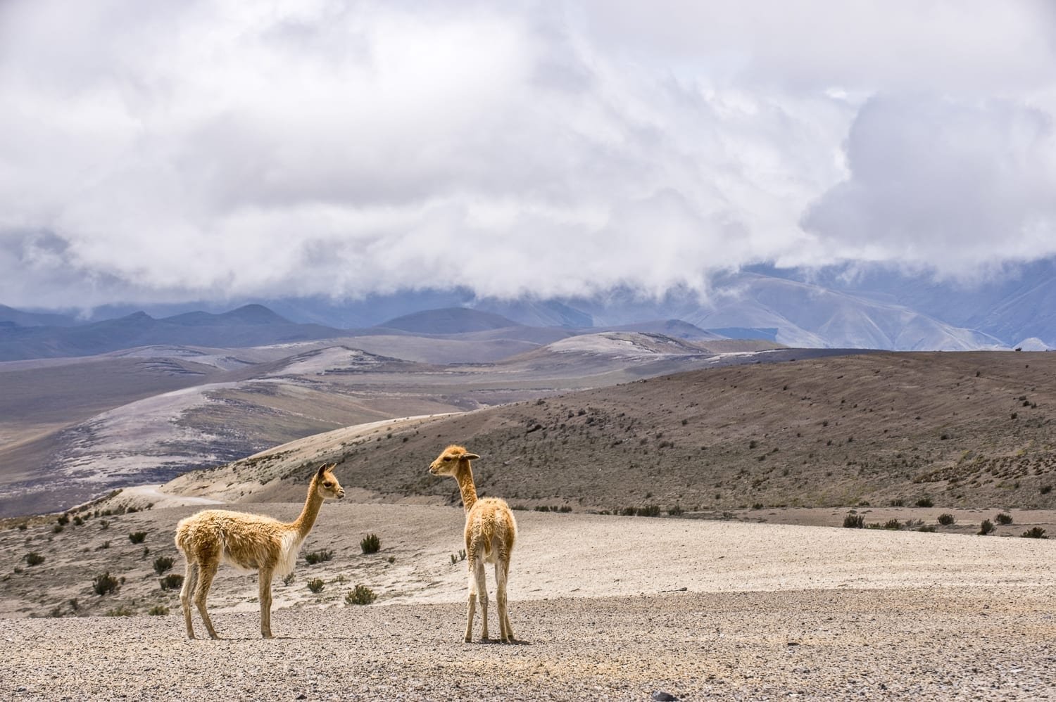 Vicunas