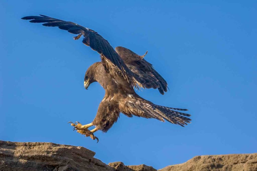 Galapagos Hawk | Landed Travel