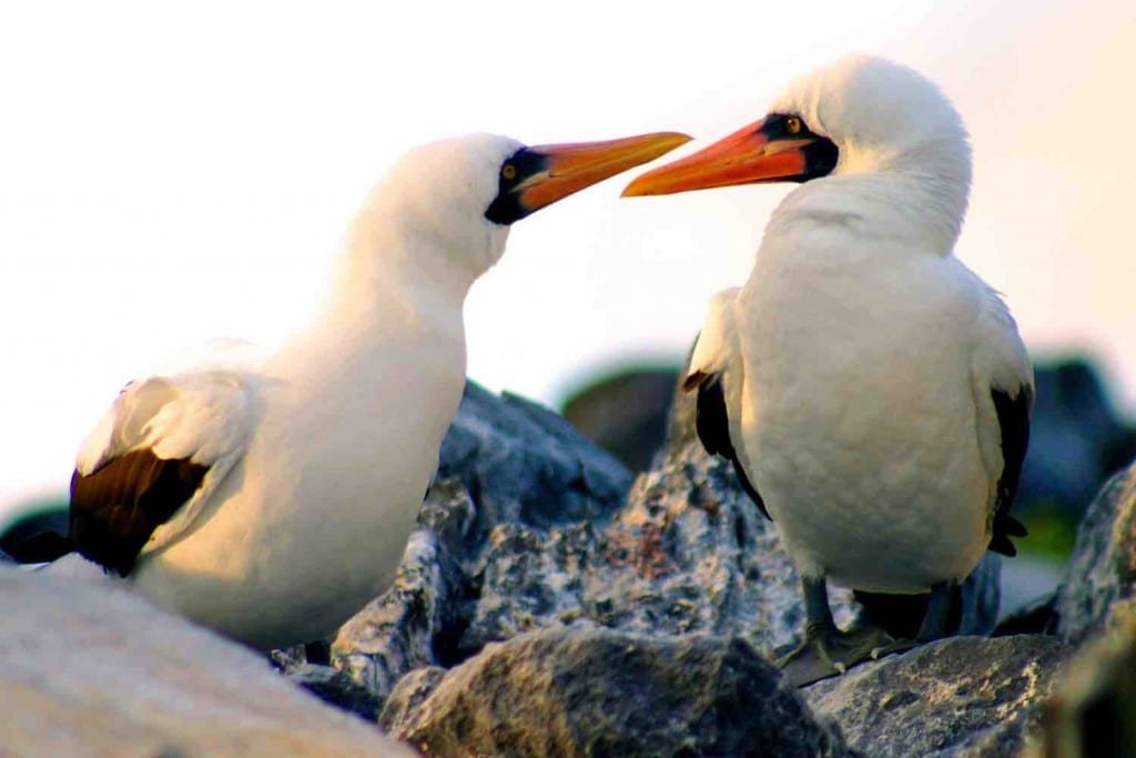 Ecuador Masked Boobies