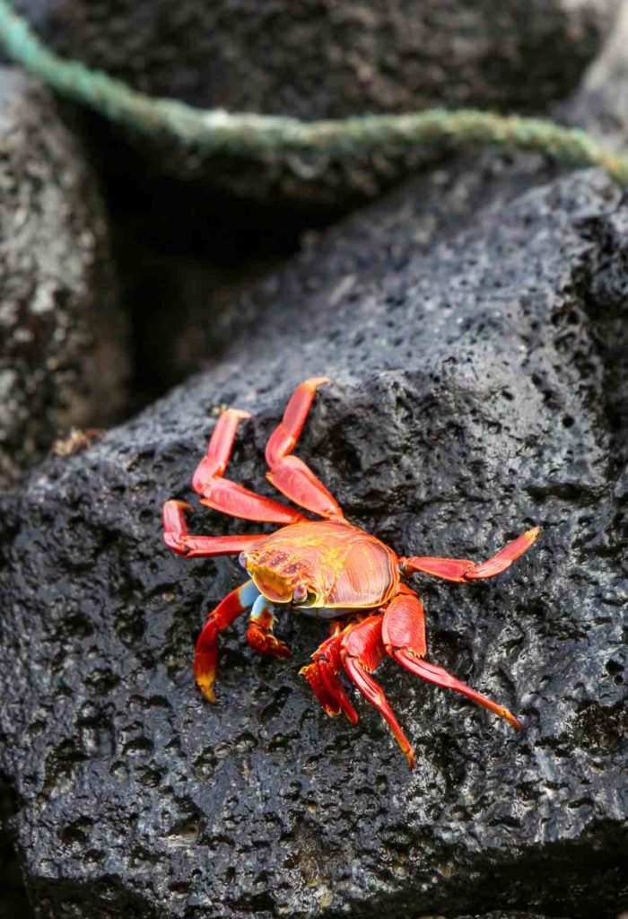 Galapagos Sally Lightfoot Crab | Landed Travel