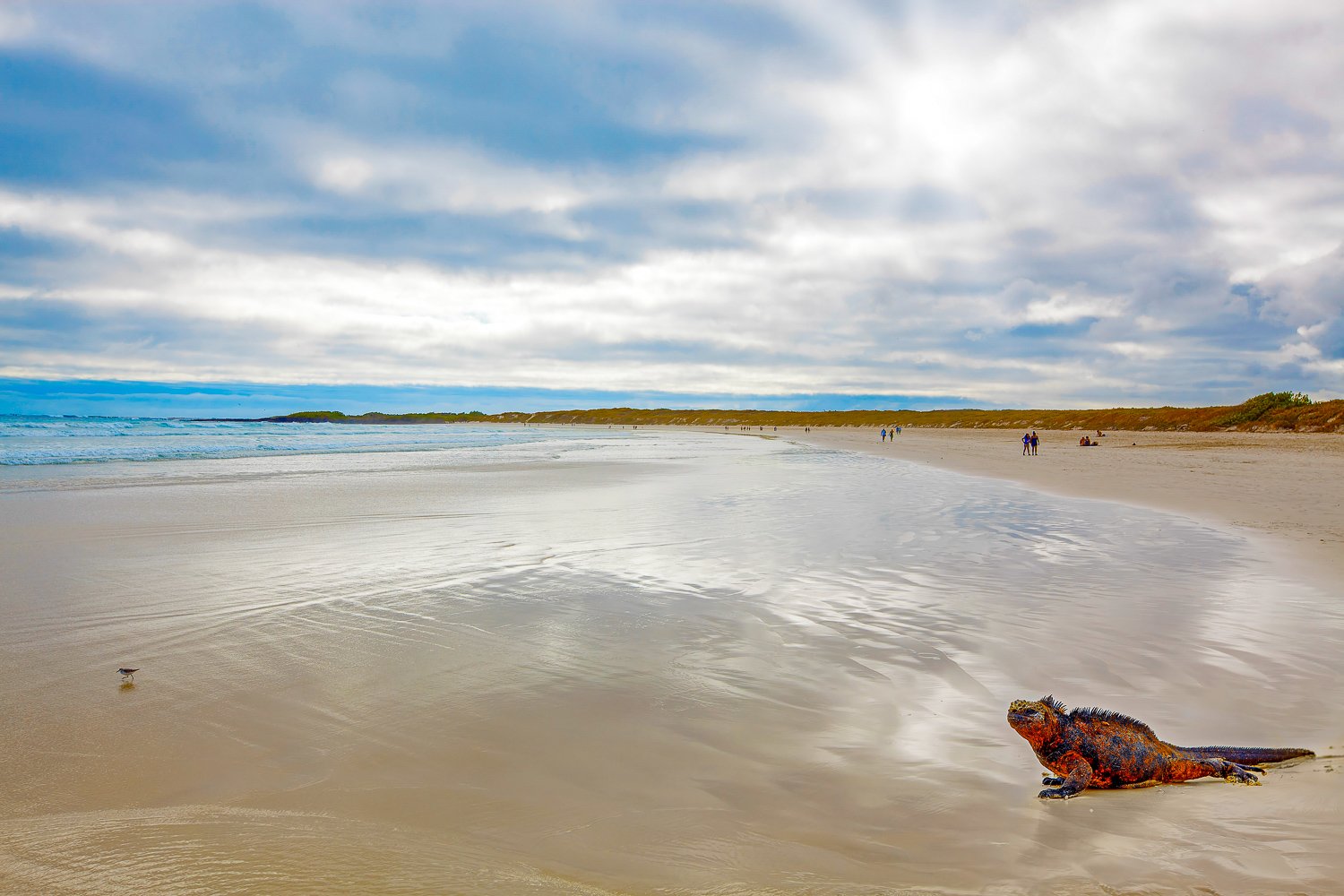 Tortuga Bay Iguana | Landed Travel