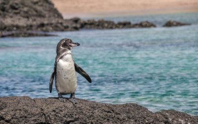 Galapagos Islands and Species