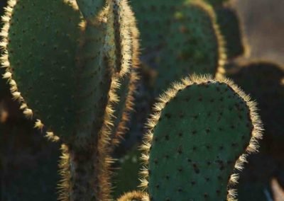 Galapagos cactus | Landed Travel