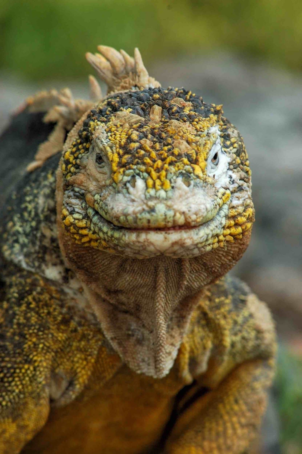 Galapagos iguana