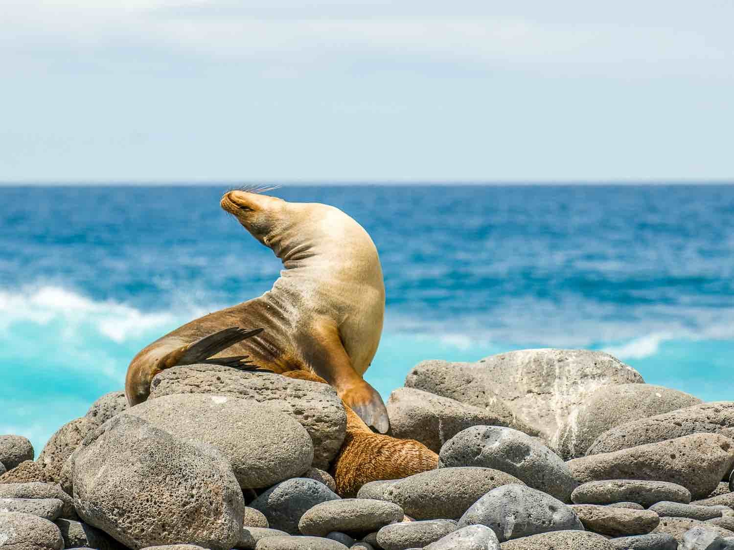 Sea Lion Arch Galapagos | Landed Travel