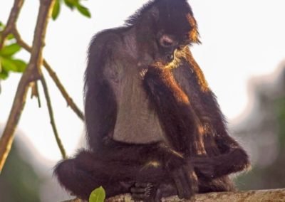 Tikal Monkey Guatemala | Landed Travel
