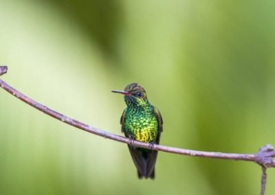 Roatan Hummingbird Honduras | Landed Travel