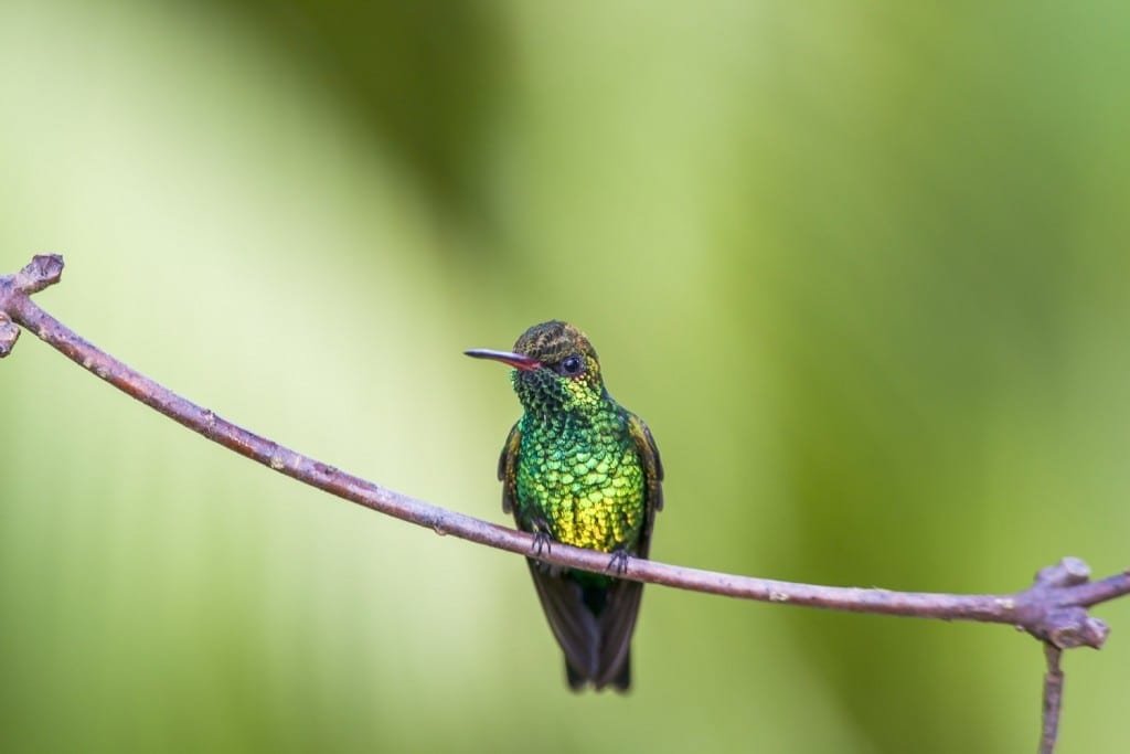 Honduras-Private-Custom-Travel-Design-Bay-Islands-Roatan-Hummingbird-1024×683