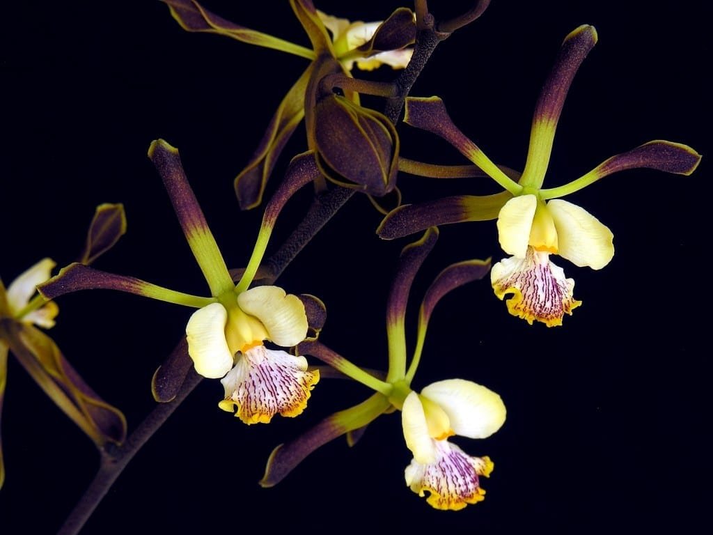 Pico Bonito Orchid
