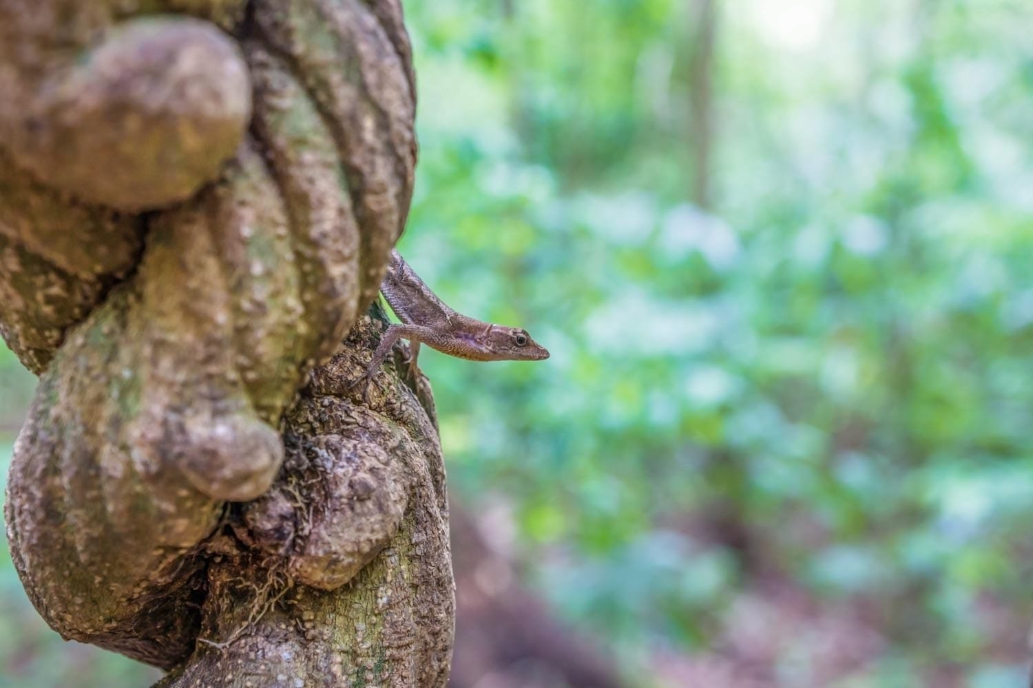 Landed-Travel-Lizard-Liana-Tikal-Guatemala