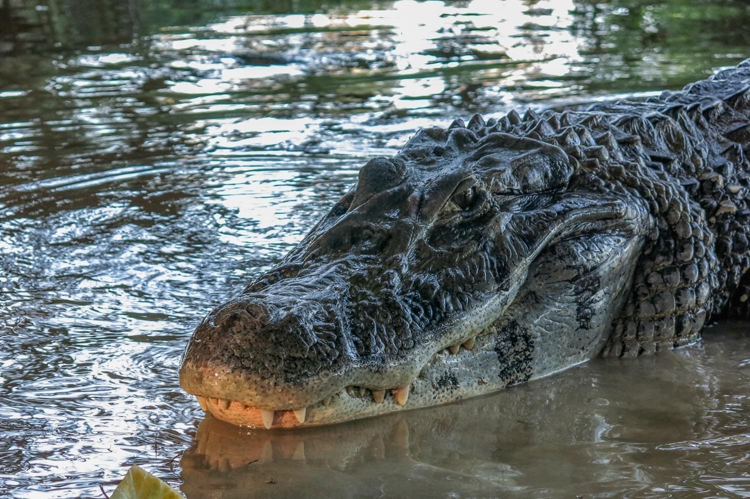 Landed-Travel-Private-Travel-Caiman-Madidi-4-Bolivia