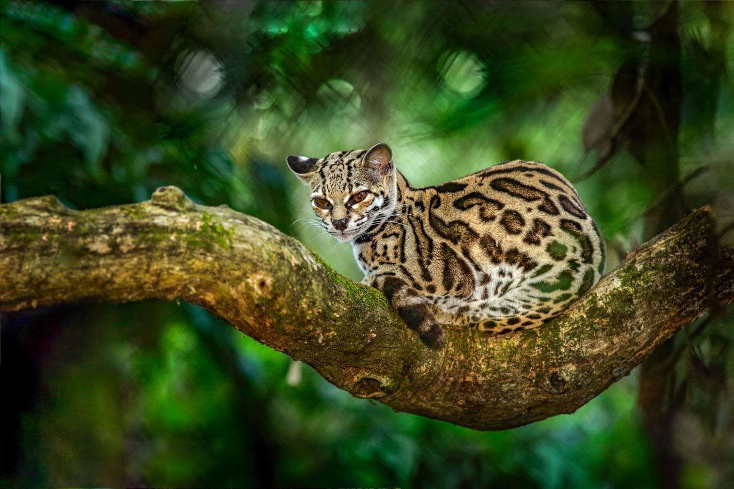 Landed-Travel-Private-Travel-Margay-2